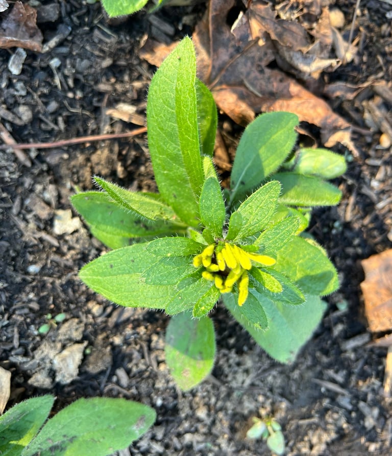 2025 Fall planted rudbeckia just can't wait for spring.