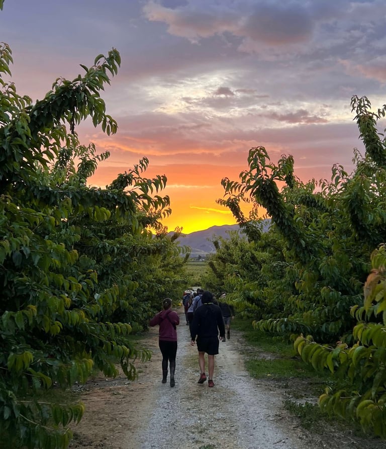 Amanecer en la orchard de cherries