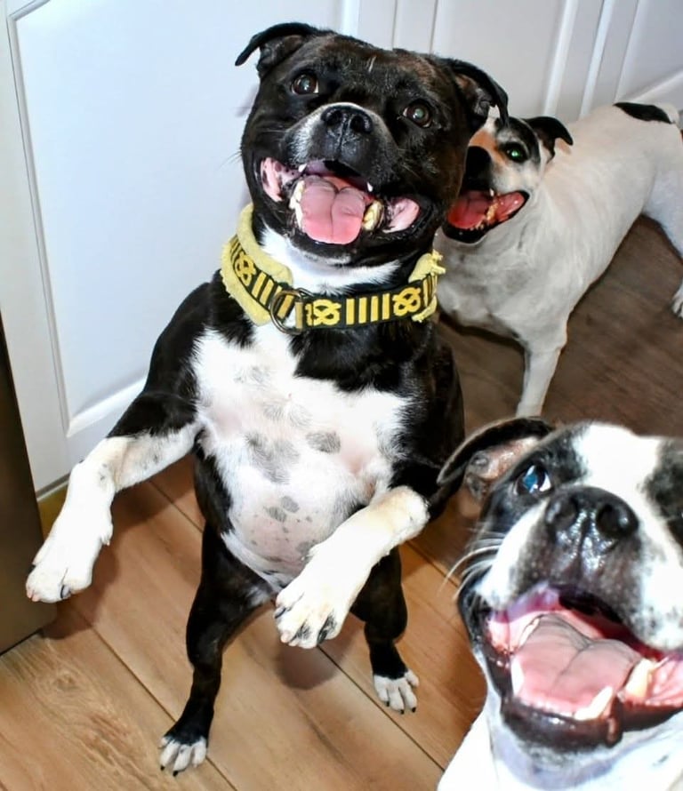 Maschio adulto di Staffy nero con zampe bianche