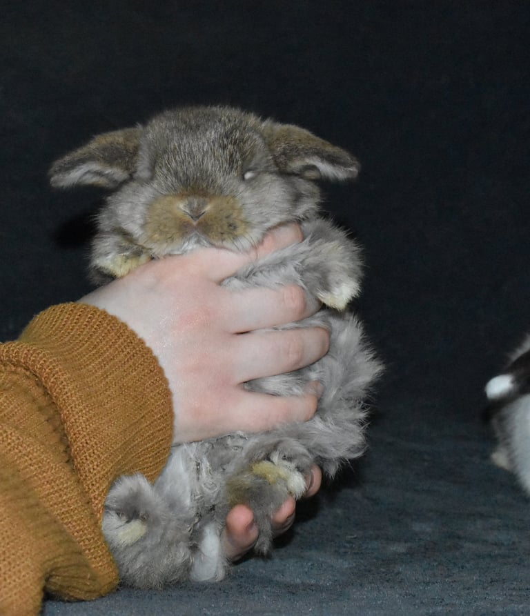 Hot Cross Buns' chestnut baby rabbit being lifted