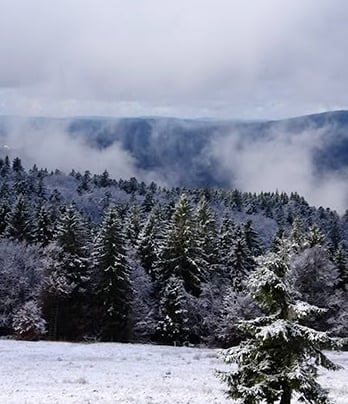 forêt des vosges en hiver