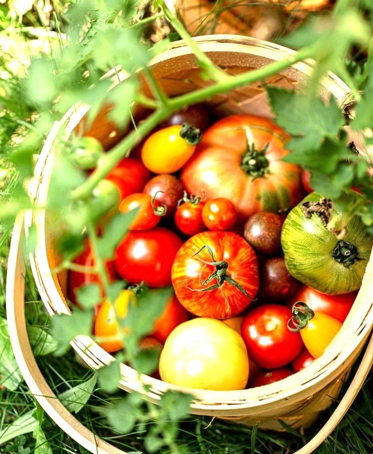 Tomatoes in a basket just picked from the garden - At Villa Eats we select the fines ingredients 