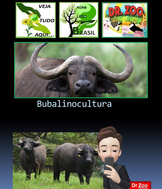Búfalos