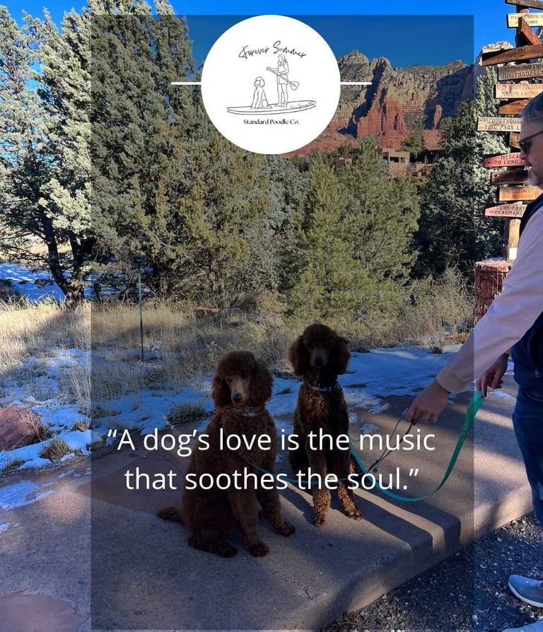 red poodles in Sedona, AZ