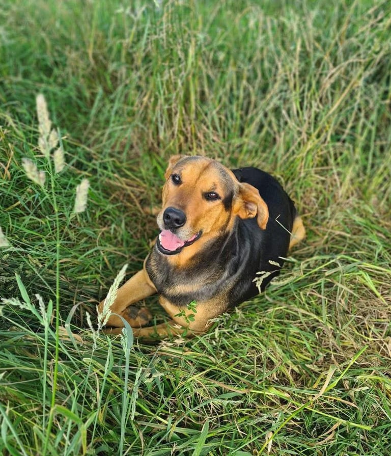 a dog laying down in the grass