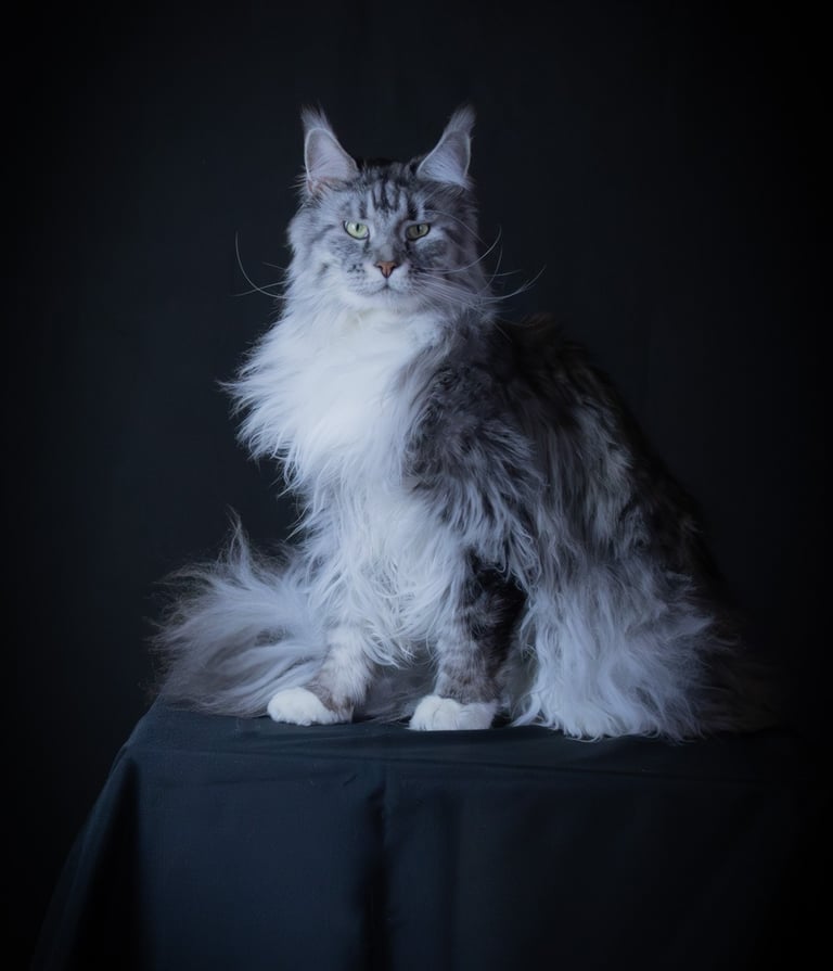 Séance photo animaux, chat shooting studio