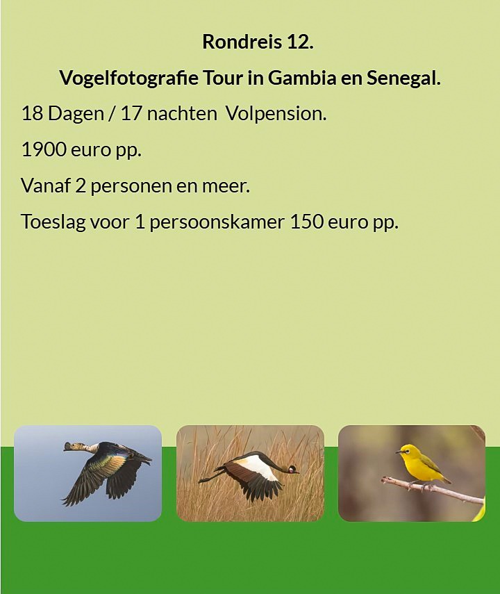 Flyer Tour 12 – 18-daagse vogelfotografie Gambia & Senegal rondreis, full board, prijs vanaf €1900 p