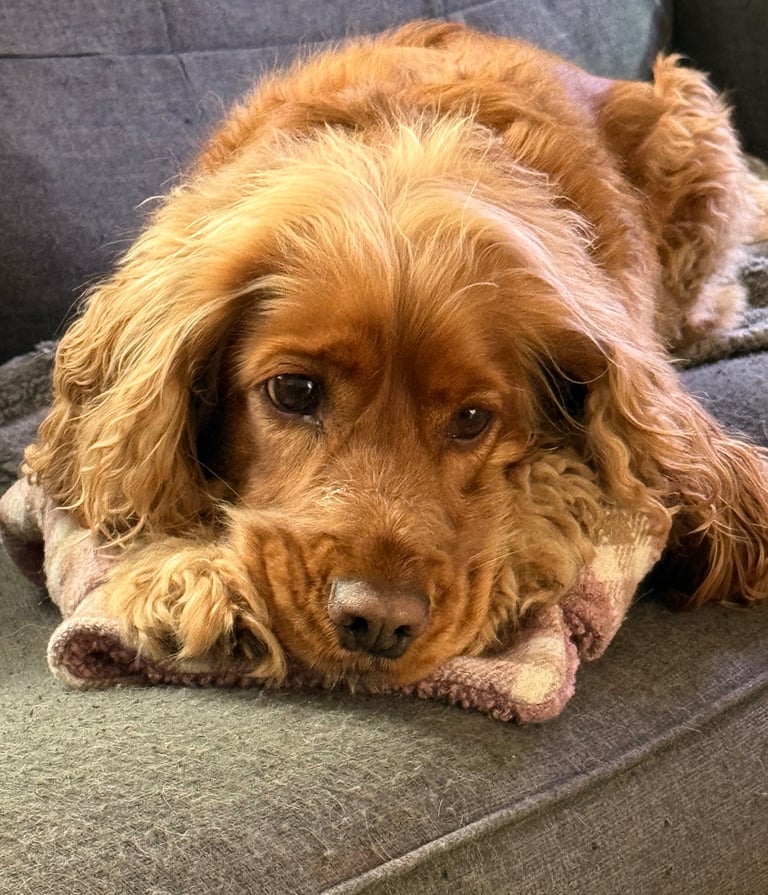 Golden Spaniel settled on the sofa