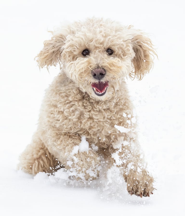 Montreal animal pet photographer Ilana Block