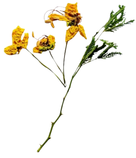 dried marigold