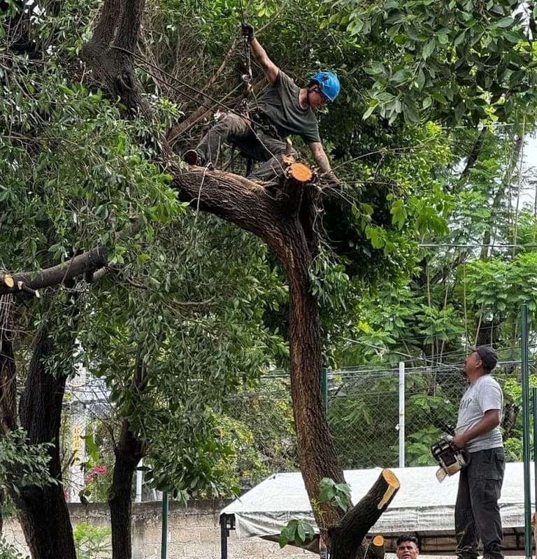 Profesional técnico arborista podando un árbol 