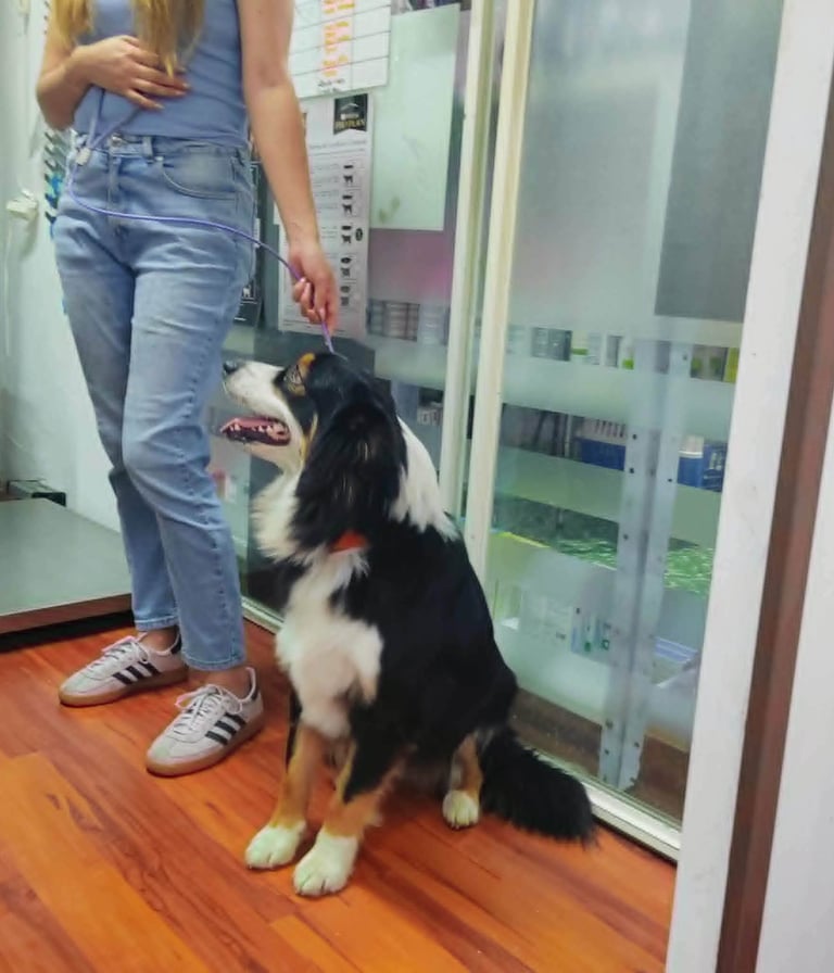 Perro esperando consulta en veterinaria pekes