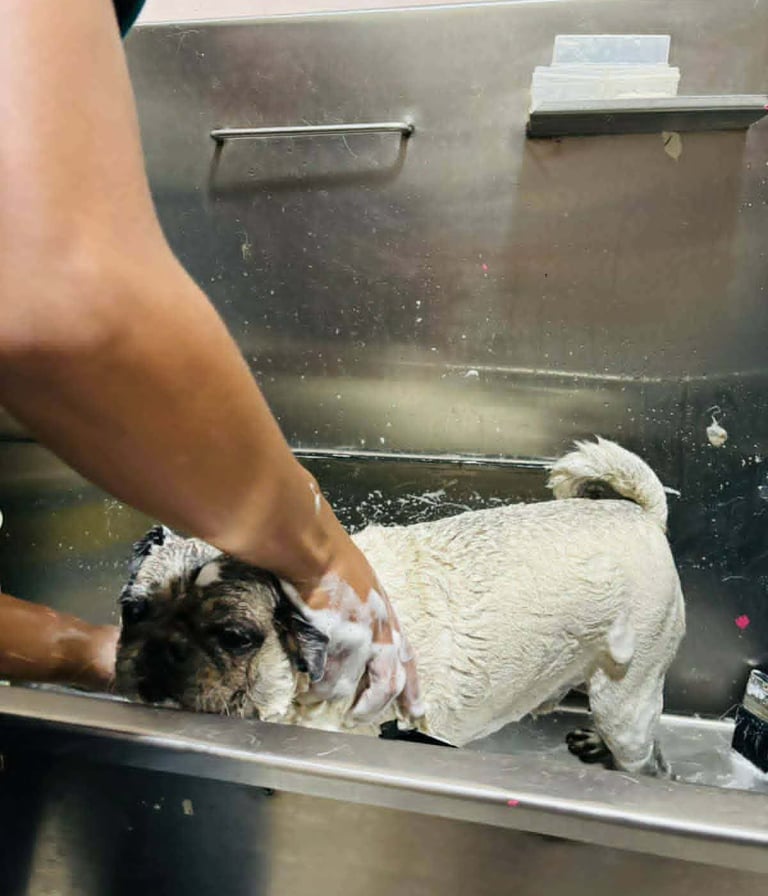 pug recibiendo baño en veterinaria pekes en orizaba