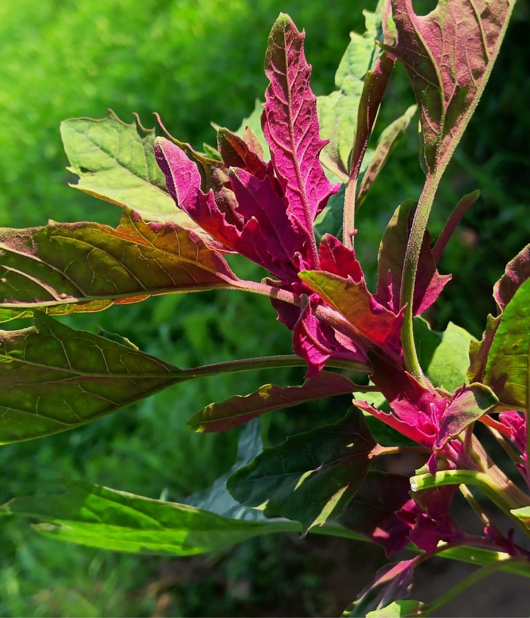 TREE SPINACH | Leaves can be cooked or eaten raw