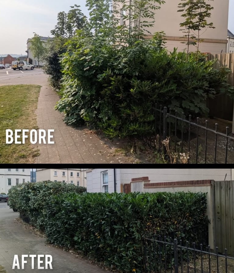 Hedge pruning services in Gloucestershire by Hamilton Tres and Gardeons tree surgeons