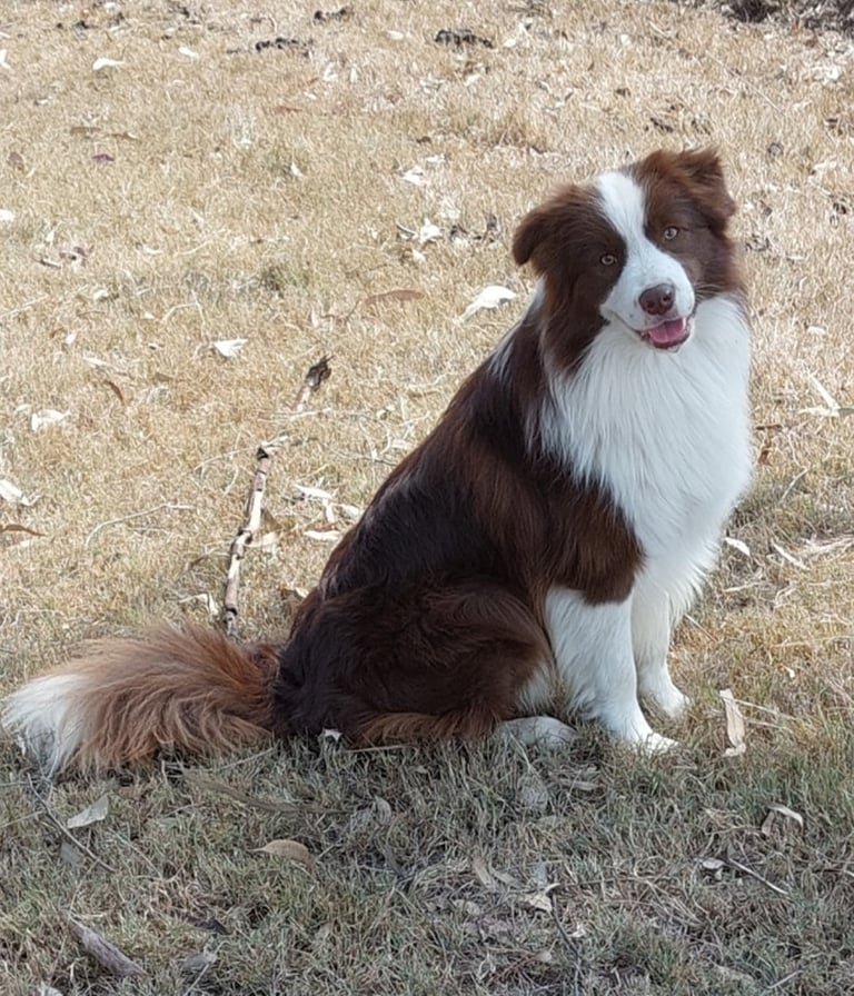chocolate border collie 