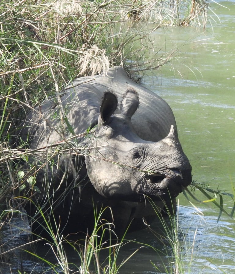 rhino eating in the bardiya river