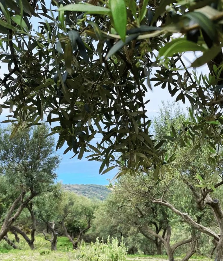 Ramuri de maslin din Epirus Grecia pentru uleiul extravirgin OLOI