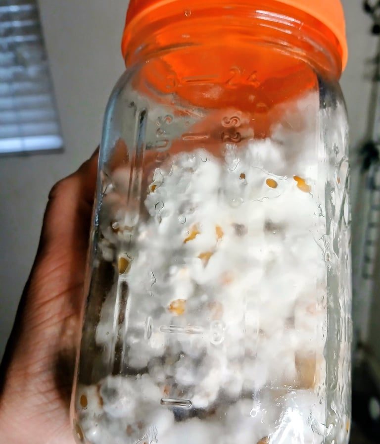 Mushroom grain jar colonizing uneven from being shakin too late