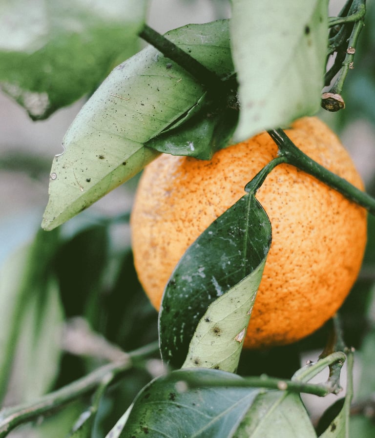 a close up of a orange on a tree