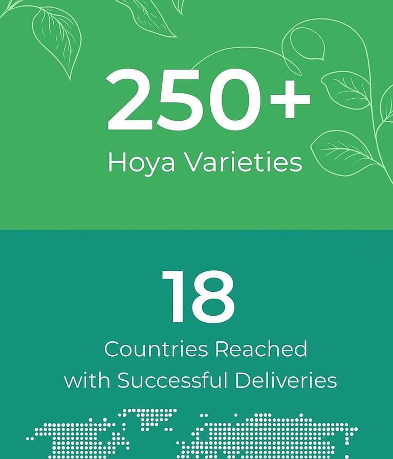 250+ Hoya varieties with successful delivery to 18 countries