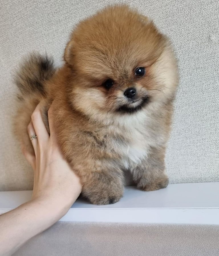 Teacup Pomeranian Puppies for Sale 