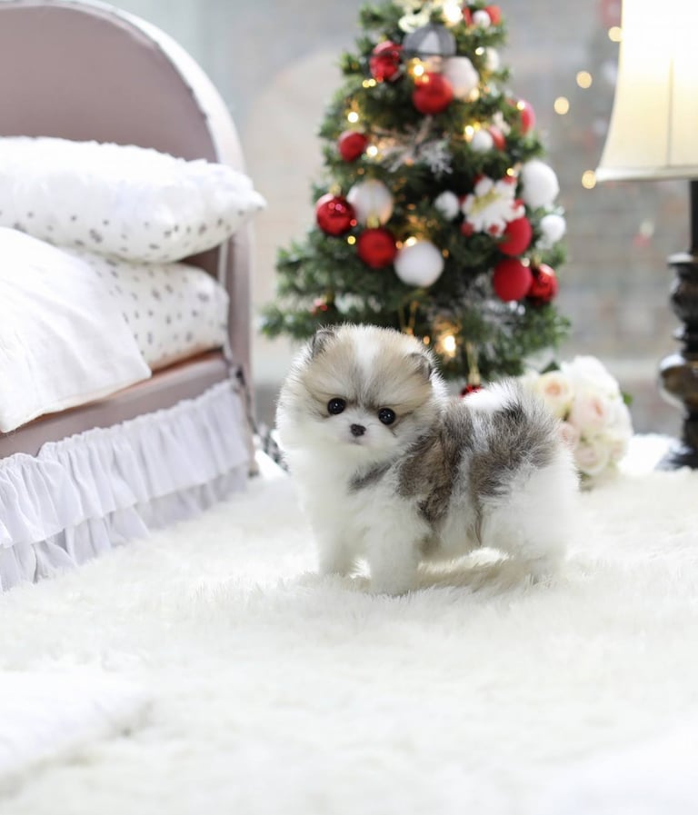 Teacup Pomeranian Puppies for Sale 