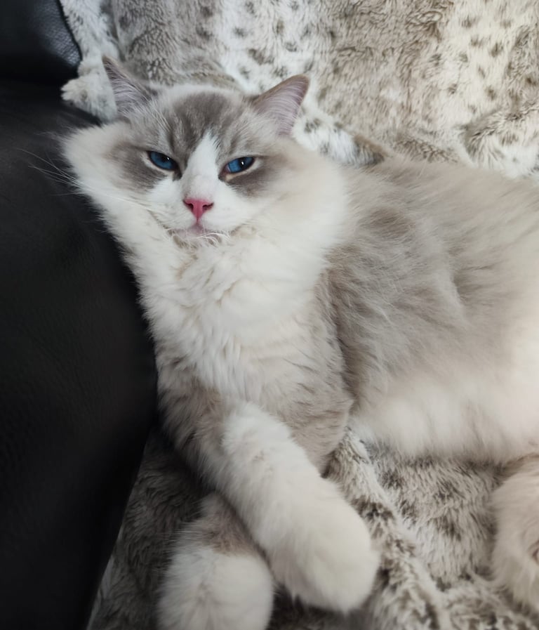 Simba des Dolls de Mitilo