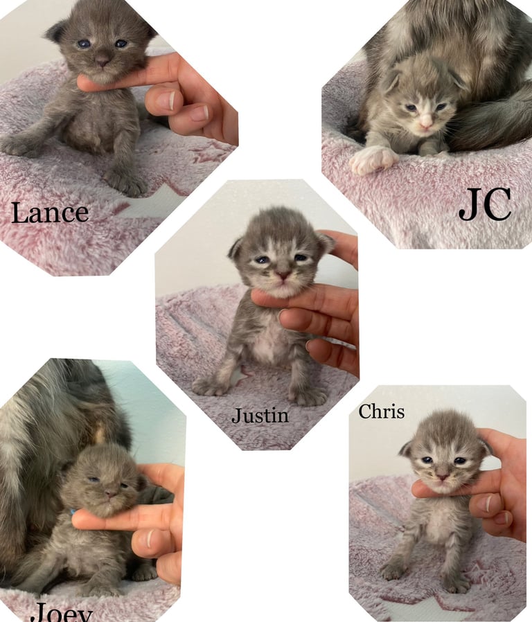 **NSYNC Maine Coon kitten