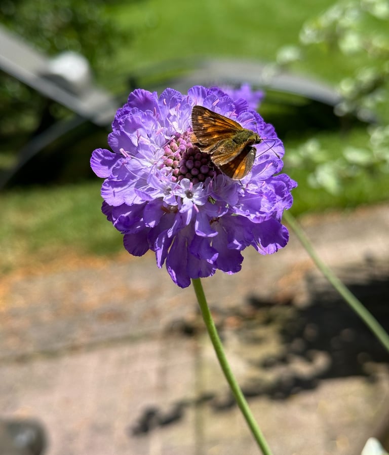 purple flower with butterfly
