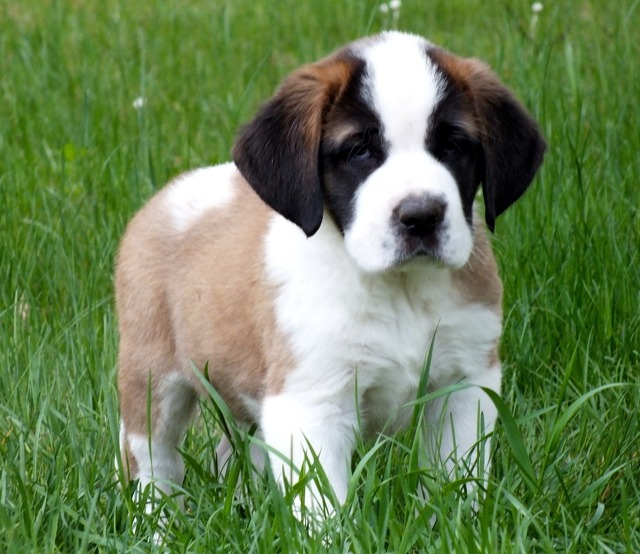 Saint Bernard puppies