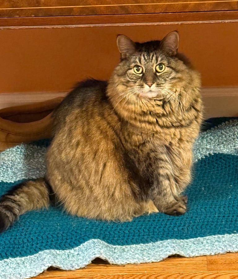 A fluffy long-haired tabby cat sitting on a blue crocheted blanket indoors.