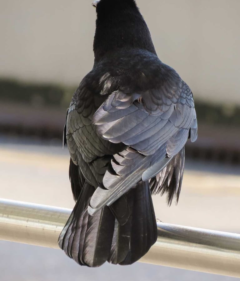 Corbeau posé sur le balcon d'un immeuble