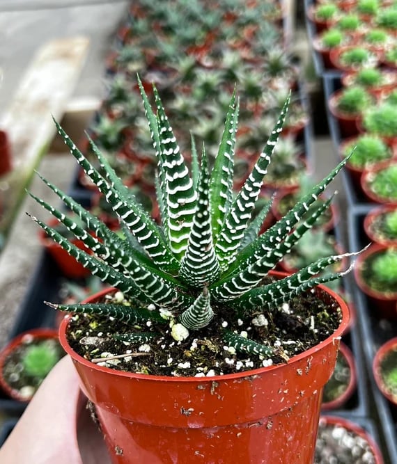 a Japanese succulent catus that is called Zebra Cactus