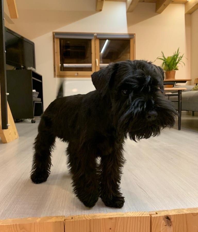 Uma des Diamants Noirs d'Also