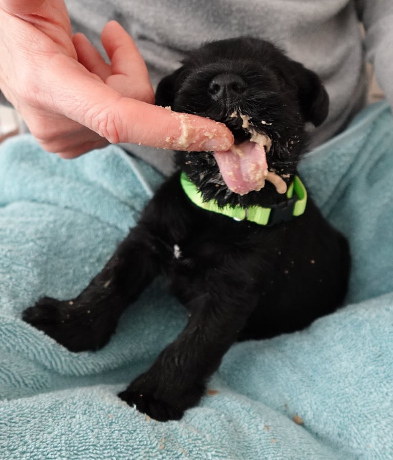 Chiot Schnauzer miniature noir