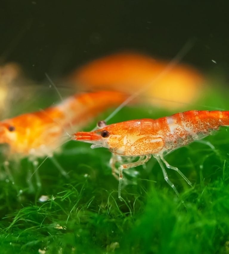 Red and Orange Cherry Shrimp on green moss - Shell & Fin Breeding Program