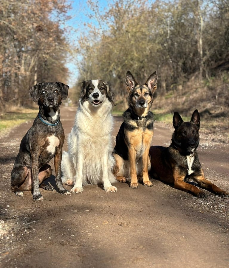 4 Hunde sitzen entspannt nebeneinander