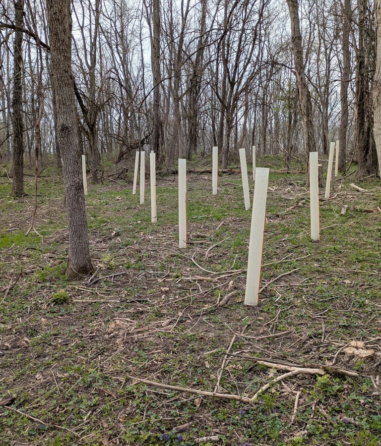 A woodland with lots of newly planted bare root trees inside of protective tree shelters
