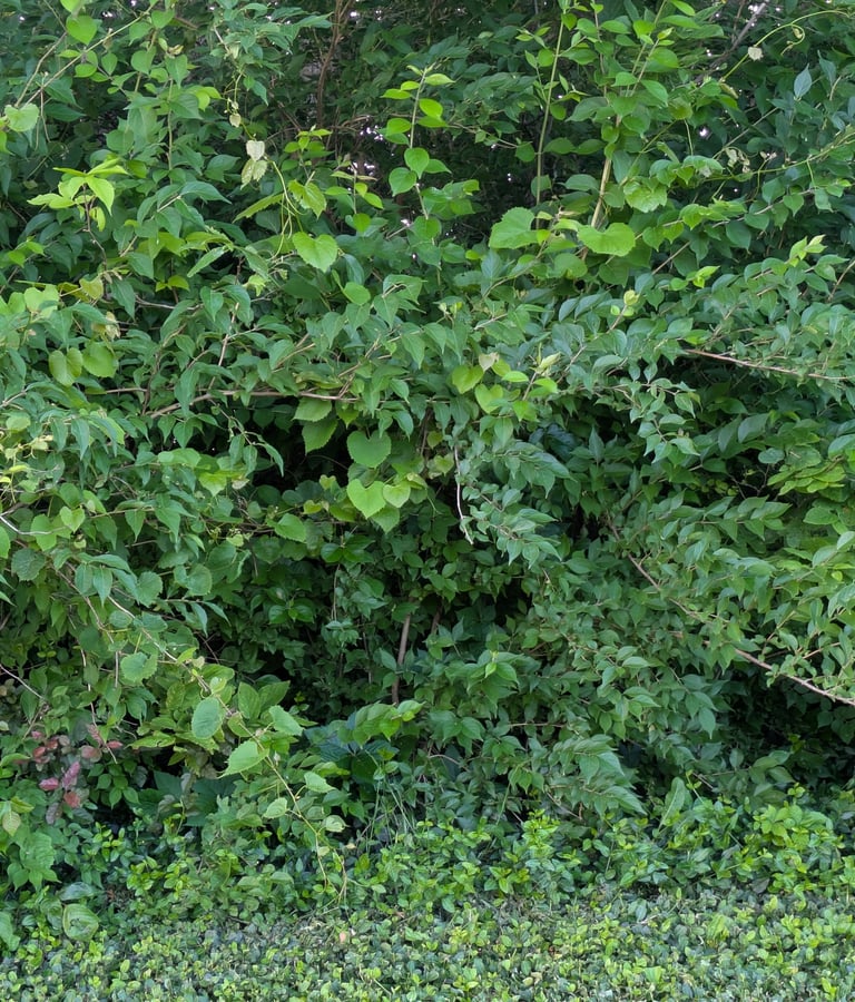 Invasive honeysuckle plant