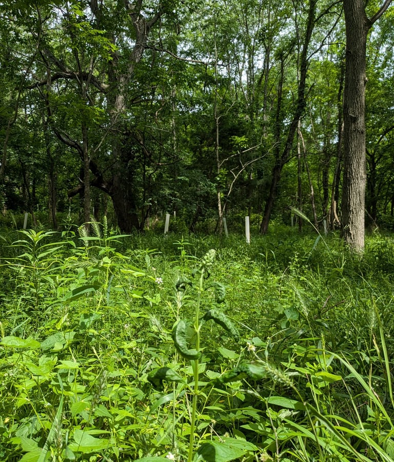 A forest regrowing after removal of invasive honeysuckle