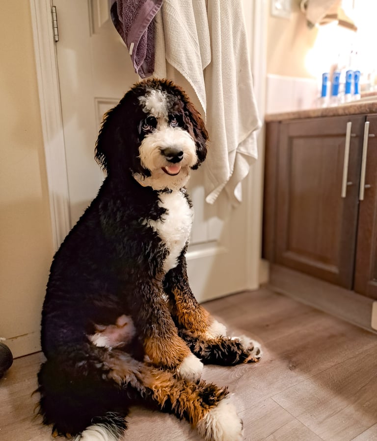 Furnished Bernedoodle