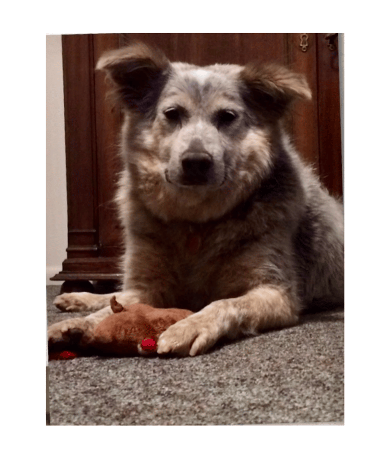 Bailey thriving and confident in her forever home.