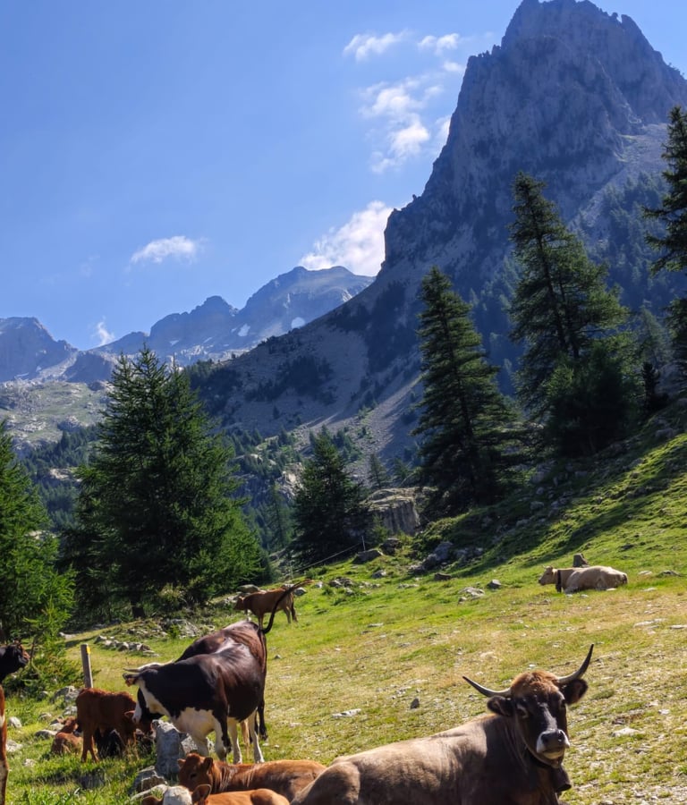 Vache sur fond de Mercantour