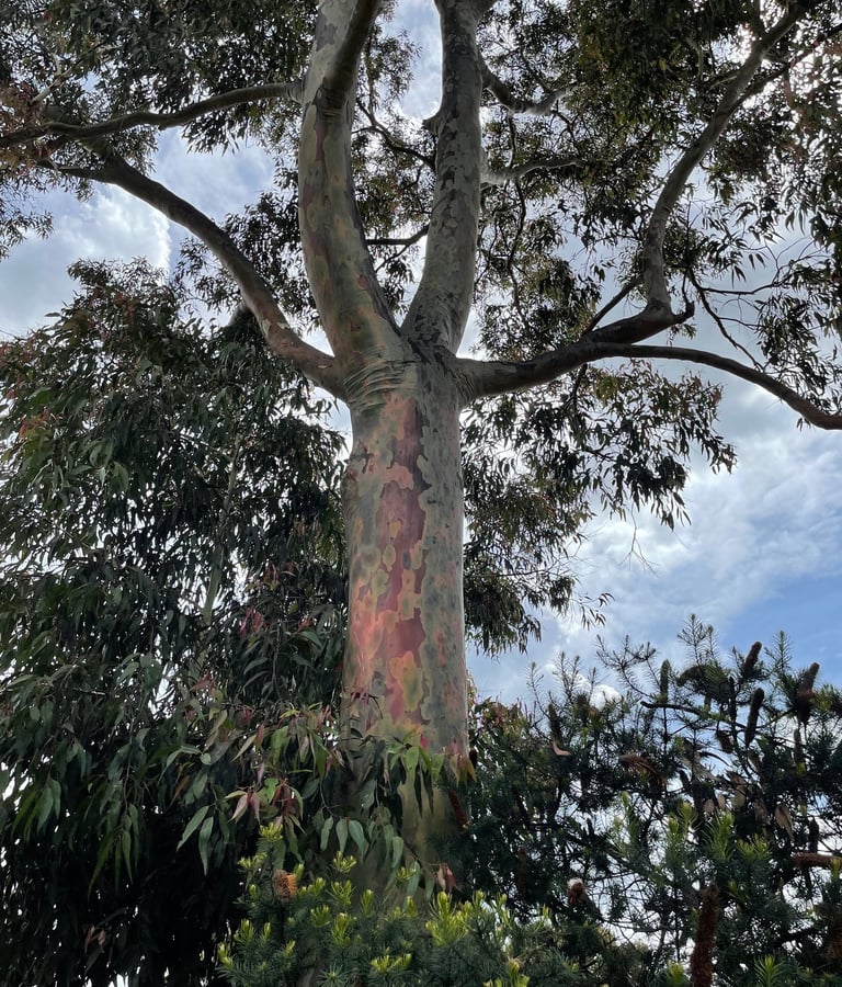 Corymbia maculata gum tree in its secondary growth stage with vibrant stem colours