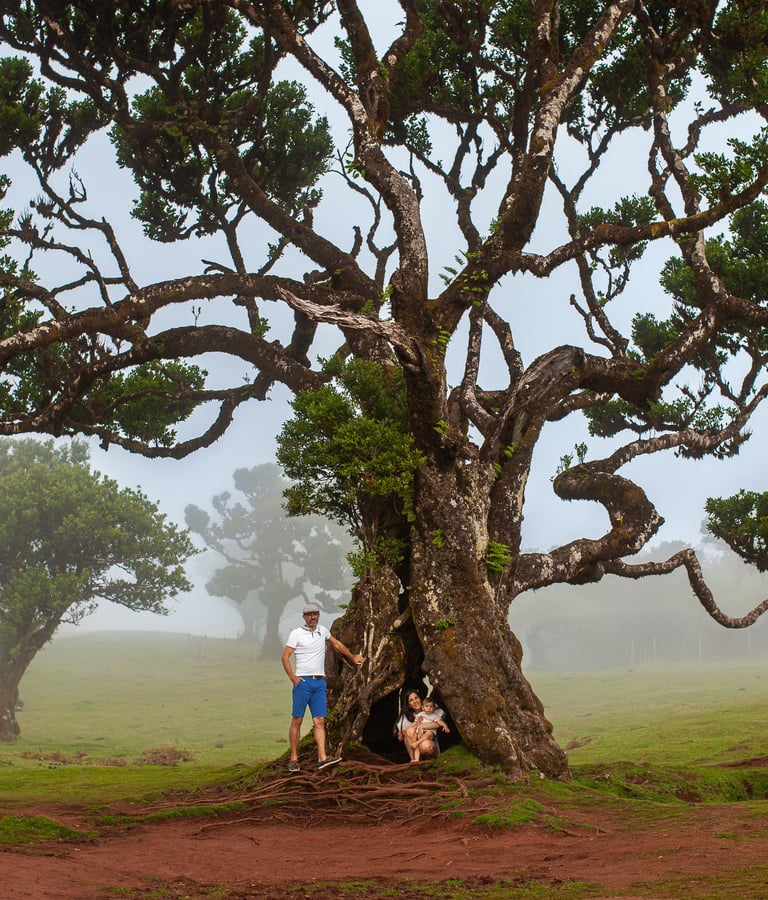 Family portrait under dramatic gnarled ancient tree with misty atmospheric conditions at Fanal Forest