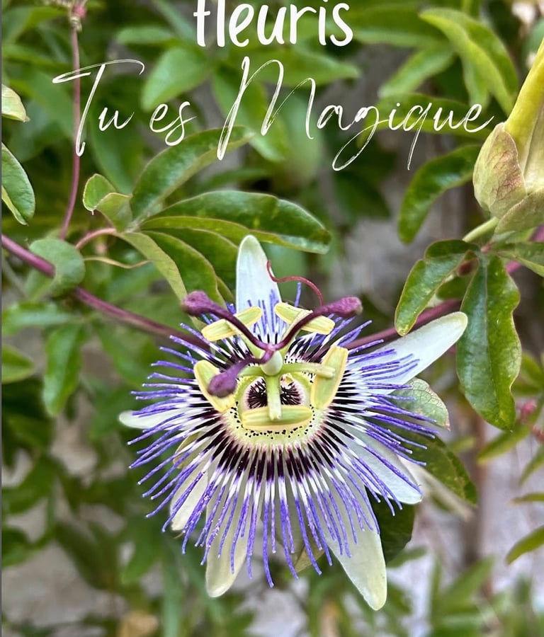 fleuris tu es magique : la voie du coeur par magie de la vie