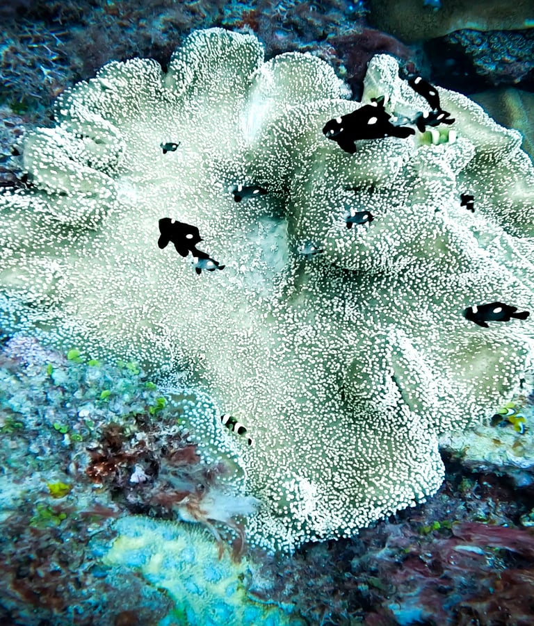 Black and white panda clownfish swimming near a large white sea anemone on a vibrant coral reef.