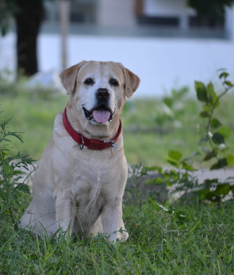 Dog Boarding, Dog Boarding near me, Pet Boarding, Pet Boarding near me, Dog Care, Happy Pettings