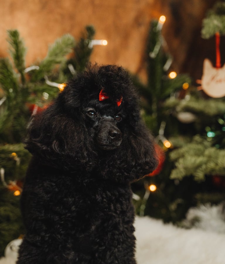 Caniche toy noir shooting photo de Noël